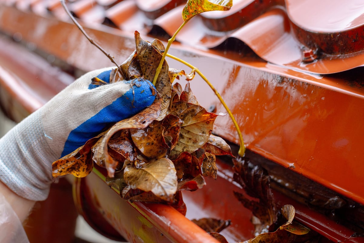 A hand in a plastic sleeve and blue glove removes wet brown leaves from a red roof gutter. gutter cleaning, home upkeep, autumn season.